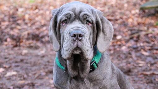 Neo shop dog breed